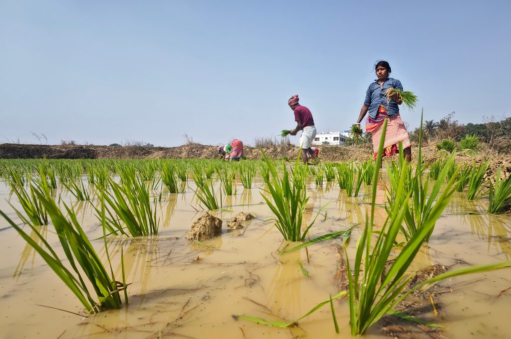 Farmers working in a rice paddy field in Tarapith, West Bengal, India, during the day.